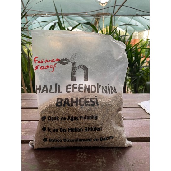 500 gr Festuca çim tohumu