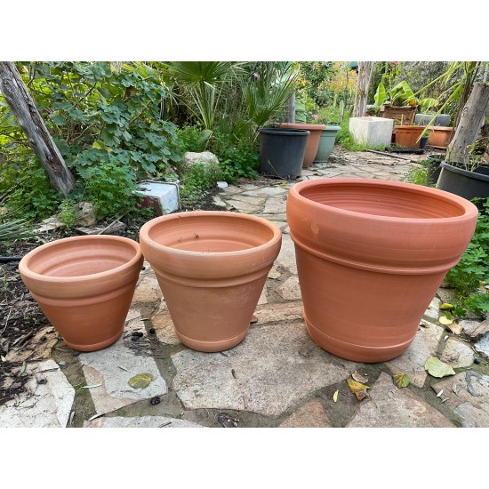 İtalyan saksı ailesi